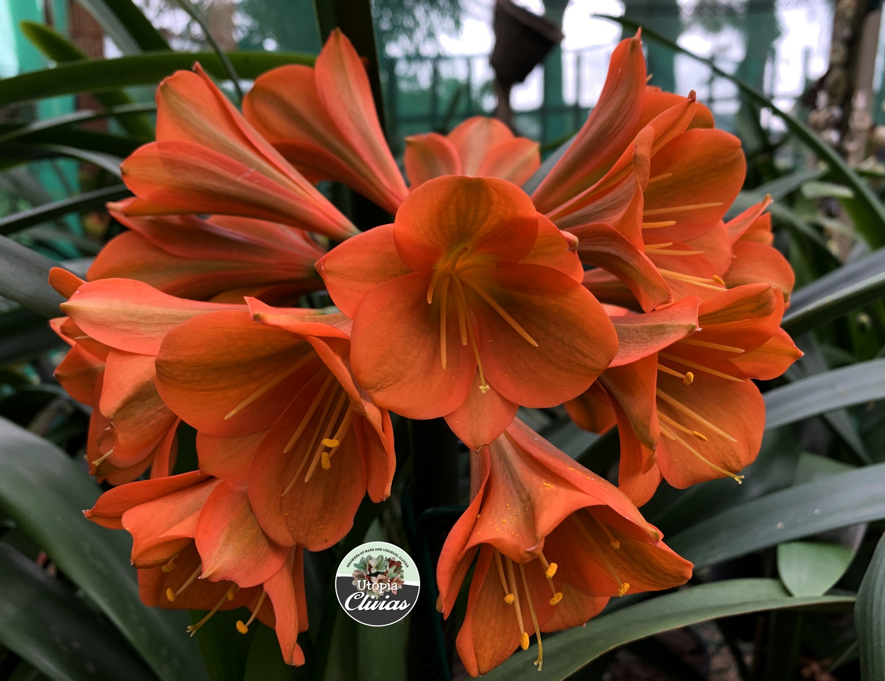 Utopia Clivias